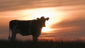 Cow Sunset Grazing 库存影片视频（100% 免版税）4294265 | Shutterstock