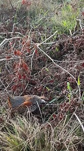 13K views · 443 reactions | Good morning from #China, and this lovely Chinese Francolin (中华鹧鸪, Francolinus pintadeanus) hopes you all have a wonderful day. I often heard its calls when I was a kid in a southern China village. ❤️❤️❤️ #Chinese #nature #birds #wildlife #travel #peace #beauty #beautiful #love | Lin hillside | Facebook