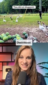 3.2M views · 118K reactions | Geese to the rescue! 謹 #animals #love #pets #farm #God #creation | Traci Coston | Facebook