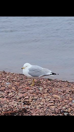 Seagull giving me the gossip 😅🌊 #CentralNL #newfoundland #naturelovers #getoutside #sealife #seagulls #positivevibes | Newfoundland positive vibes