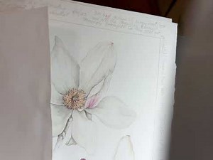 Magnolia drawing