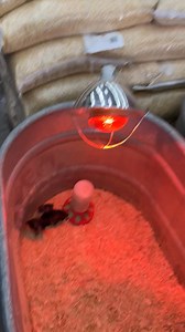 1.6K views · 15 reactions | We are open today, stop on in. Western Ranch 103 Aegean Way in Vacaville, California. 707.448.6568 #WesternRanch #chicks | Western Ranch & Pet Supply | Facebook