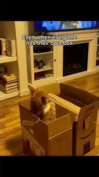 If It Fits, I Sit — Cat Edition 😹 #cat #dontlaught #funnyanimals #funny