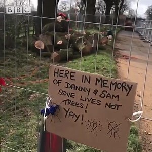 This mature oak tree on the A518 from Stafford to Haughton has been chopped down as part of extra road safety measures, following three deaths involving drivers hitting the tree since 2010. More on John Acres at Breakfast 📻 | BBC Stoke & Staffordshire