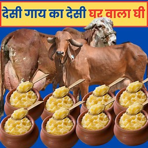 9M views · 36K reactions | नक़ली देसी घी खाना बंद करो ❌ देखो असली घी कैसे बनता है  #gheemaking | Business Guide 1 | Facebook