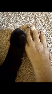 Binx and Gerti 🐈‍⬛🐕🐾#catdoglove #catdogrelationship #catdogstory #catdogbestfriends #sweisdog | SweisDog