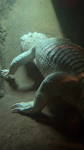 Giant rare albino alligator 😍 #rare #alligator #reptilekeeper #gator #albino #cuteanimals #zoo #love #loveislove | Tango Thedwarf Caiman