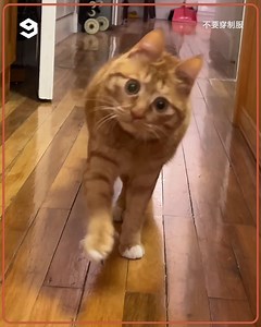 758K views · 48K reactions | This cat's worldview is a bit tilted. | 9GAG | Facebook