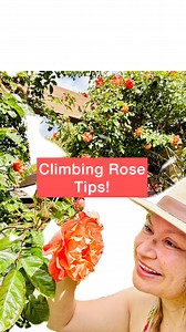 NEW! “Climbing Rose Tip!” How to cover those “naked legs” of a climbing roses when all the flowers are at the top! I plant a miniature rose plant from the supermarket with the same colored rose as the climber at the base of the climber! The mini rose will grow 2-3’-feet and camouflage the naked stems! You will have a very full, and colorful rose display top to bottom! For practical gardening tips like this and 100% comment and question reply, follow me @shirleybovshow . . . #edenmaker #foodiegar