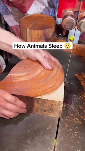 How Animals Sleep: Surprising Facts Revealed