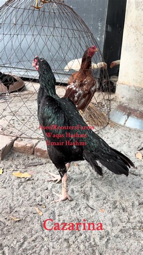 waqas hashmi on TikTok