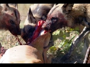 Brutal kills: Gazelle Brutally Killed By Wild Dogs (GRAPHIC)