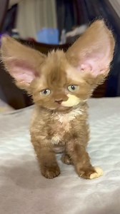 Panorama Gif on Reels