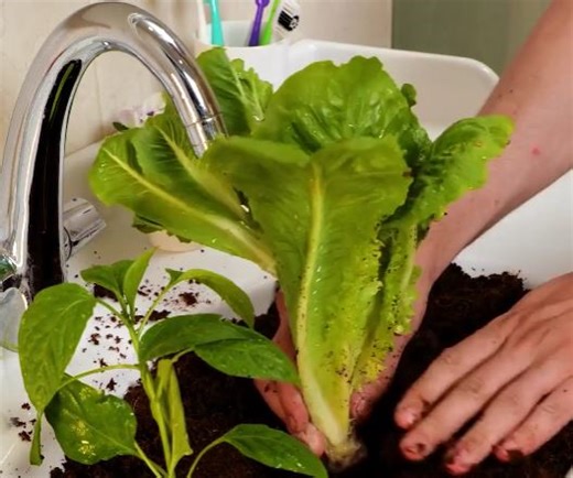 9.4K views · 25 reactions | Grow Big! Simple Summer Garden Tips for Better Results! | 5-Minute Crafts Green | Facebook