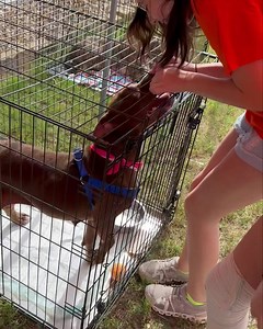 Lake Charles Pit Bull Rescue on Reels