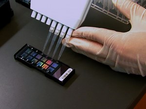 Infinium Assay for Large-scale SNP Genotyping Applications