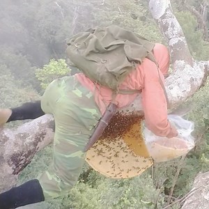 60K views · 821 reactions | Harvesting Giant Honey From The Tallest Tree In Jungle Giant #honey #hunting #wild #bee #harvest | Bees Reels | Facebook