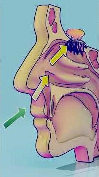 The Nasal Cycle Explained: Why One Nostril Feels Blocked
