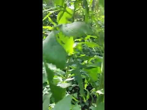 Opium Lettuce Identification