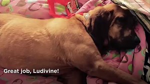 A 2-year-old bloodhound saw a half-marathon running past her house, so she joined in... And placed 7th! For videos you care about - "Like" ABC 7 Chicago! FULL STORY: http://abc7.ws/1Sg40YD | ABC 7 Chicago