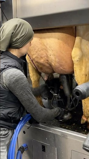 Farm Girl Milks a Cow with a Huge Udder Using Automatic Milking 🐄✨