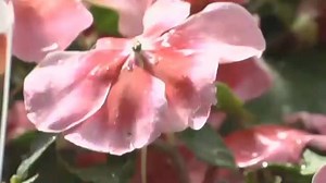 Even though it's beautiful outside, gardening experts say you should...