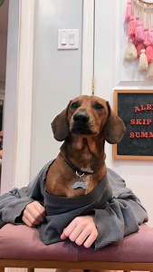 Stuck inside during a winter storm for far too long. ❄️ Things will happen… . #bigguy #spongebob #spongebobbigguy #dachshund | Ammo the Dachshund