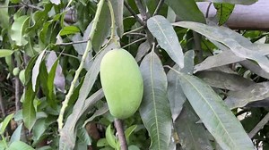 Green Mango Growth On Tree Tropical Stock Footage Video (100% Royalty-free) 3787151937 | Shutterstock