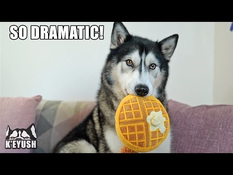 Dramatic Husky Knocks Everything Flying! So Funny!