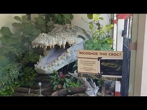 Peter pan Tic tok Croc