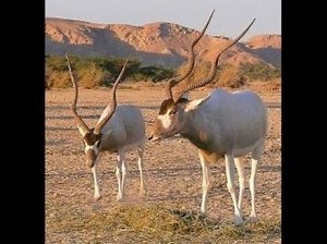 ADDAX, white antelope