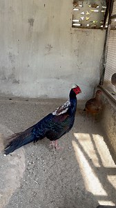 Swinos Pheasant Beautiful bird #Allbirds | Birds Aviaries