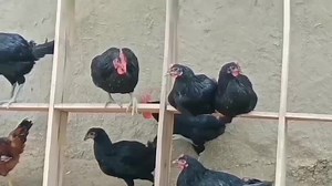 24K views · 2.2K reactions | Hen Thermo-Regulation | Poultry Farming in Pakistan in Pakistan 2021 | Dr ARSHAD | Dr. Arshad Veterinary Clinic | Facebook