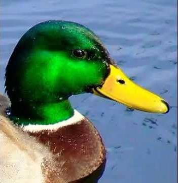 Wild Duck Honk🦆 🔊