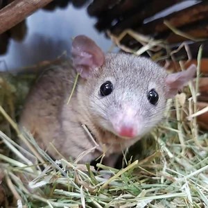 🐀🐁🐀🐁 Short Tailed Opossums 🐁🐀🐁🐀 Unrelated male and female £100 each The last 2 captive bred short tailed opossums are ready for their forever homes, these make great pets and can form a great bond with their owner, they are naturally very friendly and not afraid of humans once settled in. ✴Housing and environment: ✔The Short Tailed Opossum is an escape artist, and must be kept in a secure enclosure. An 18x18x24 exo terra or a 3x2x18 vivarium work well. ✔Short tailed opossums MUST be hous