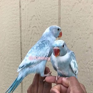 Male Blue-Pied Indian Ringneck babies! Pretty cool mutation 💙 These babies will be ready in few weeks. (Available now for reservation) 😊 #jcaviary #indianringneck #ringneckparrot | JC Aviary