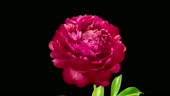 A beautiful red peony blooms on a black background. Time lapse,...