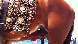 Mom horse feeding her Pony horse סוס Amazing nature