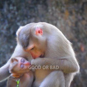 OH wow... Mum nursing her milk? Mum have plenty of milk so she can fully nurse her baby monkey daily | Good Or Bad