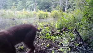 4.8K views · 415 reactions | Western Massachusetts beaver pond edge medley - Black bear Mum & cubs, young buck & bobcat. (Berkshire County, MA - Spartan GoCam, RECONYX XR6, Boly 2060X) | CR Wildlife Cams | Facebook