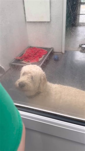 Heartbreaking pets and waiting for rehoming #limerickanimalwelfare | Limerick Animal Welfare