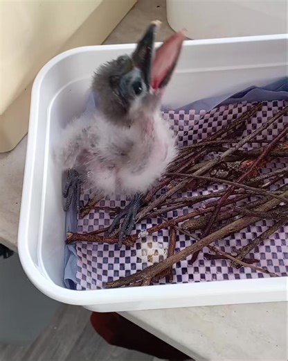 3.6K views | Exmoor Zoo on Reels | Facebook