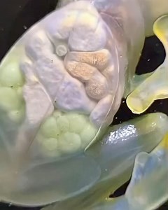 7.1K views · 43 reactions |  The Reticulated Glass Frog  - ...