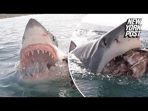 VIDEO: Giant great white shark captured by daring diver with fish-eye view