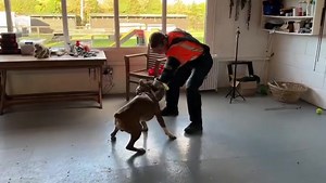 Billy the bastard boxer!!! Criminal pursuit! Outstanding boxer available!! Boxer lovers he is a beacon for the breed!! | DDR GUARD DOGS