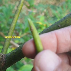 Grafting example | Lombok Grafting