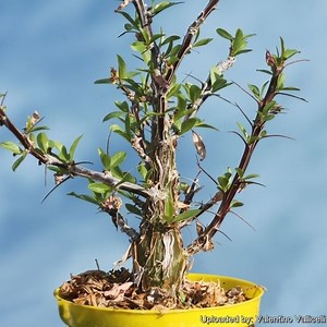 Fouquieria - Alchetron, The Free Social Encyclopedia