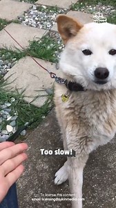 54K views · 243 reactions | We need to practice our secret handshake 欄 #Dogs #DogLife #Funny #FunnyAnimals #Shake #SecretHandShake #DogTricks | Try Not to Laugh | Facebook