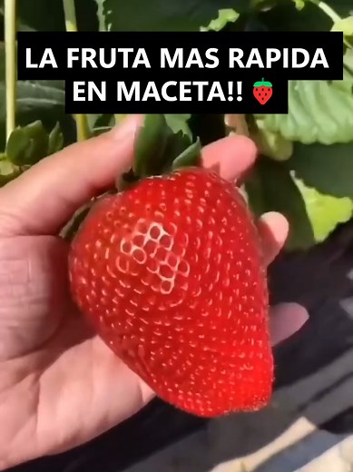 La fruta que más rápido crece en maceta