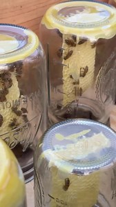 Ultimate Mason Jar Rack for Honeybees - Etsy